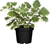 Λιβάνι - Plectranthus coleoides variegata